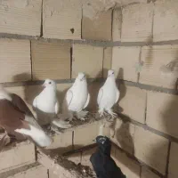 کفتر|پرنده|یامچی, |دیوار