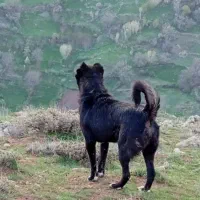 سگ نر|سگ|خواجه, |دیوار