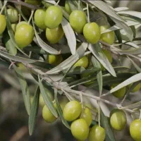نهال زیتون کنسروالیا و روغن گیری