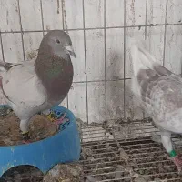 جفت-نر-و-ماده-غوره-سرخ-و-مسجدی