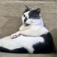 واگذاری گربه زیبا و تپل|گربه|رشت, انصاری|دیوار