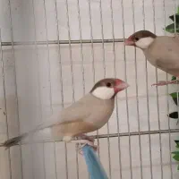 فنچ نرگسی شکلاتی/کینگ/عروس هلندی|پرنده|بهار, |دیوار