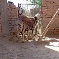 قوچ بروجردی