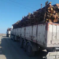 تعاونی خرید چوب سر پا و برش خورده به نرخ شرکتی