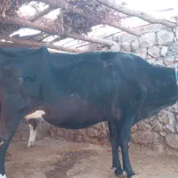 گاو بهمراه گوساله برای فروش