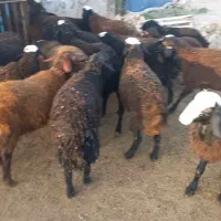بره پروار|حیوانات مزرعه|قیدار, |دیوار