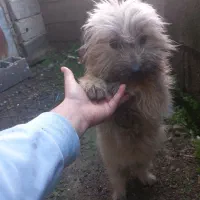 سگ پشمالود|سگ|رودسر, |دیوار