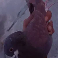 زرد اصفهونی کله ای و سرخ تهرونی|پرنده|فولادشهر, مسکن مهر فولادشهر|دیوار