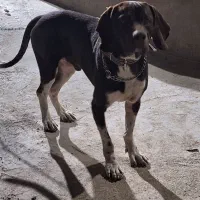 شکاری|سگ|گهواره, |دیوار