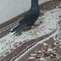 کفتر زاغ دم سفید جاده قدیم