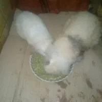 خرگوش لوپ فرانسوی|موش و خرگوش|بابل, |دیوار