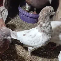 کفتر|پرنده|مشگین شهر, |دیوار