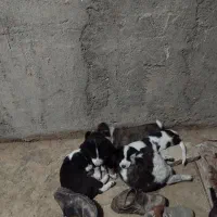 توله پا کوتاه