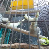 عروس هلندی جوجه