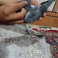 کبوتر پلاکی|پرنده|اهواز, ملاشیه|دیوار