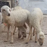 3تا بره ماده مخصوص داشت درخونه پرواری کبابی