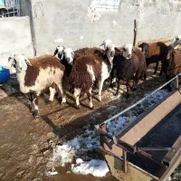 هفت راس بره قوچی بفروش میرسد|حیوانات مزرعه|نصر آباد, |دیوار