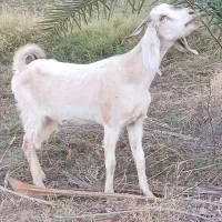 بز گیسه داشت