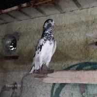 کفتر مایع
