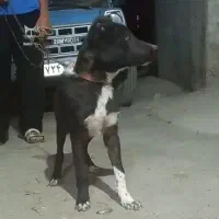 سگ اصیل(سرابی،قدرجونی)دو عدد نر