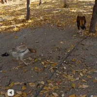 مرغ وخروس لاری اصل|حیوانات مزرعه|بوئین و میاندشت, |دیوار