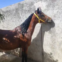 اسب مادیان|اسب و تجهیزات اسب‌سواری|مهریز, |دیوار