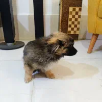 واگذاری سگ پامرخرسی چن ماهه کوچولو|سگ|شیراز, شهرک مهدی‌آباد|دیوار