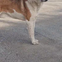 توله سگ دورگه