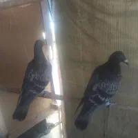 جوجه کبوتر مسافتی