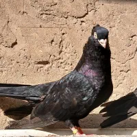 ۳عددکبوتر زاغ وصرب