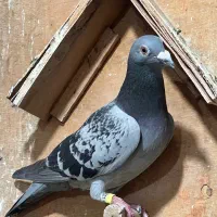 کبوترپلاکی گرفتنی دوتانر عربستان