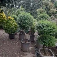 گیاه|گل و گیاه طبیعی|چابکسر, |دیوار