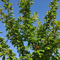 فروش استثنایی باغ سند دار در نمین معاوضه با خودرو