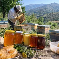 عسل درمانی اصل عمده و خرده با برگه آزمایش ساکاروز