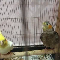 عروس هلندی جفت