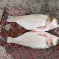 نیازمند کارگر پرورش ماهی
