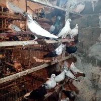 کبوتر پروازی|پرنده|چابکسر, |دیوار