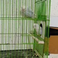 طوطی برزیلی مولد