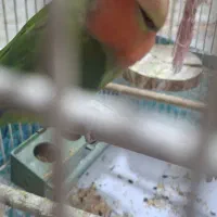 کوتوله برزیلی صورت هلویی