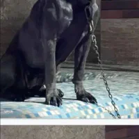 کن کورسو ماده ۱۴ماهه باسابقه یکبار زایمان سالم