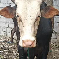 گاو نر