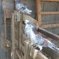 ساده هفت رنگ|پرنده|مشهد, ده دی|دیوار