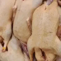 اردک محلی و ارگانیک