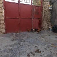 مرغ|حیوانات مزرعه|دهگلان, |دیوار