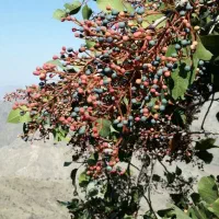 فروش بنه (پسته کوهی)