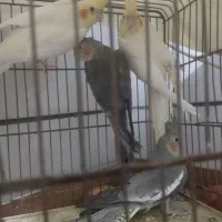 عروس هلندی سالم