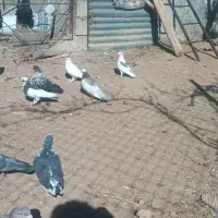 کفتر|پرنده|گلپایگان, |دیوار