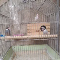 فنچ نرگسی