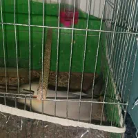 عروس هلندی|پرنده|بم, |دیوار