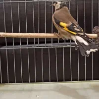 سهره دو رگ قواره بزرگ|پرنده|هشتگرد, شهرک افشاریه|دیوار